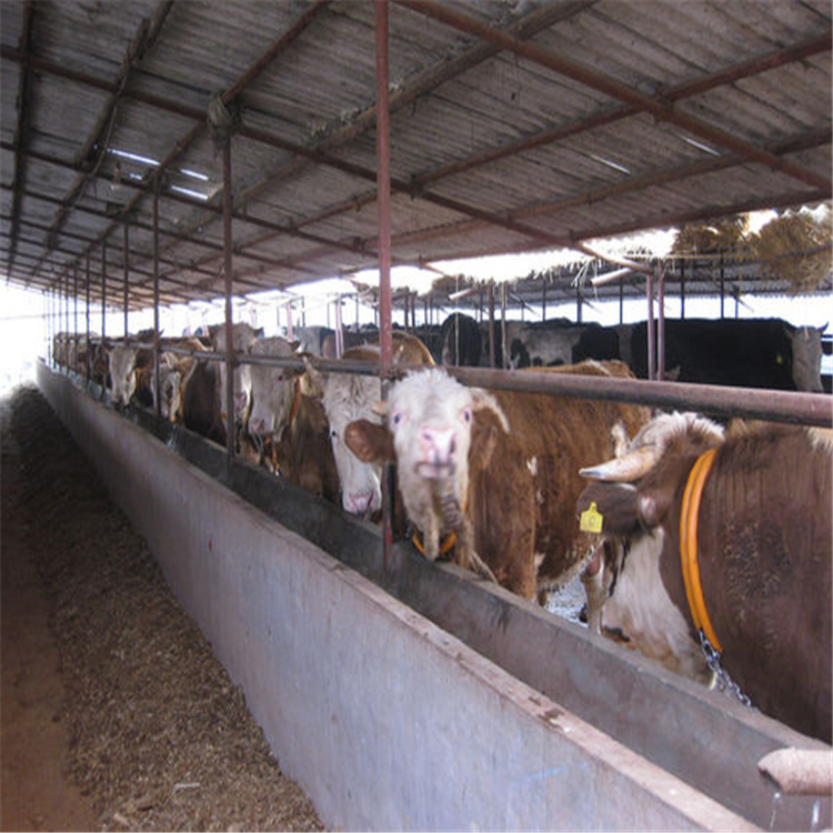 山东正规养牛场 大型肉牛养殖基地 养牛场哪里有