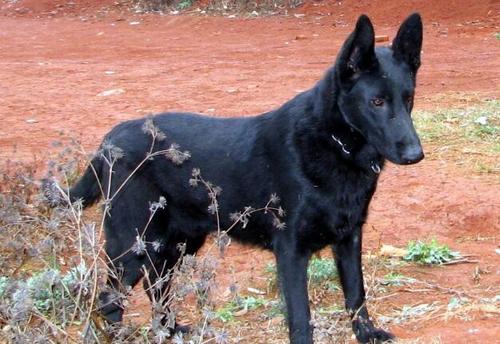 临沭黑狼犬犬价格,黑狼犬幼犬价格多少多少钱一条