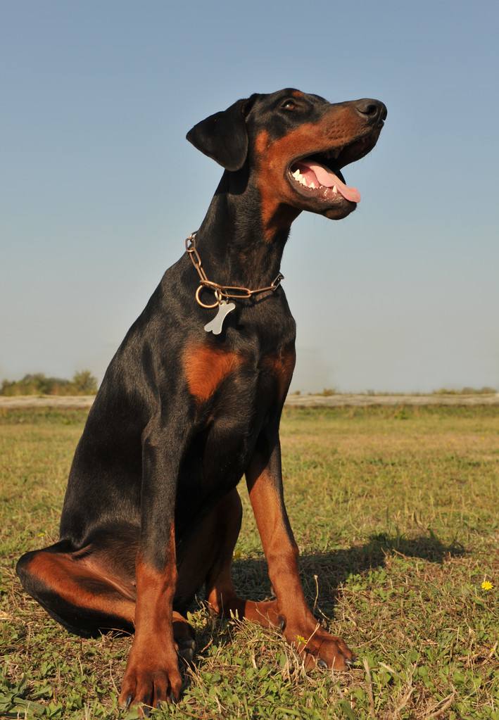 海口哪有賣杜賓犬,杜賓犬哪裡有賣的價格多少