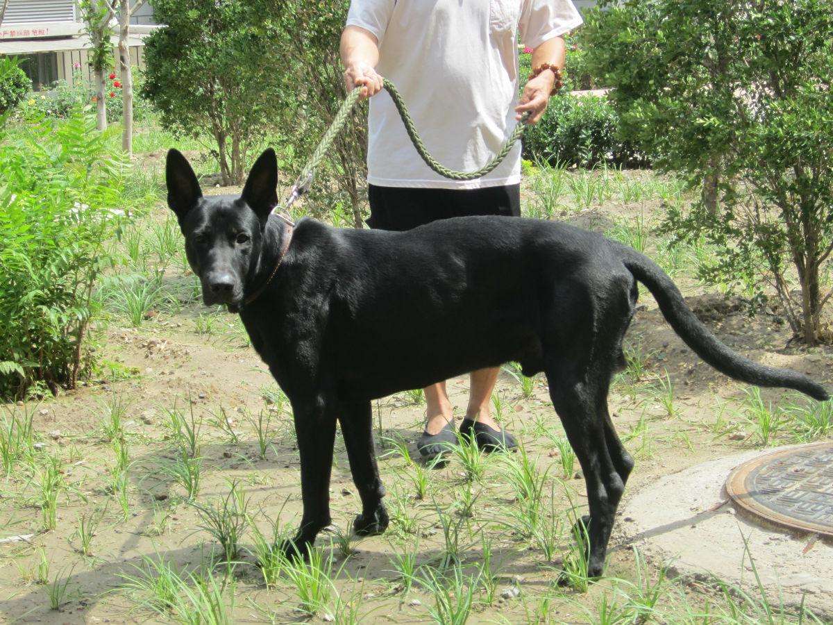 柳州三个月黑狼犬价格喂养注意事项